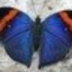 Profilbild von zorrochen